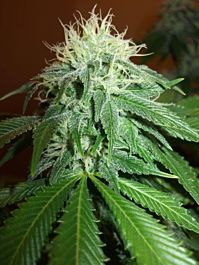 Cali Connection Chem 91 Regular