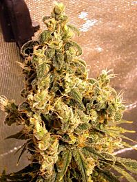 Serious Seeds Double Dutch Feminised