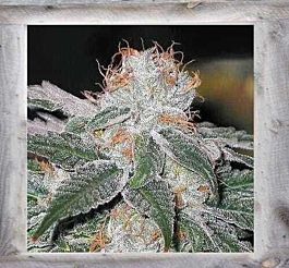 Garden of Green Dubble Bubble Feminized