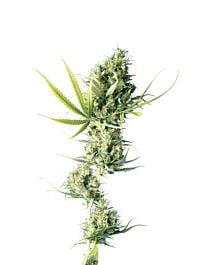 Sensi Seeds Durban Feminized