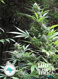 Seeds of Africa Durban Magic Regular