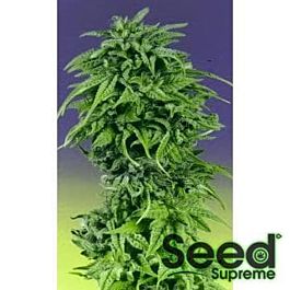 Afropips Regular Seeds Durban Poison Regular
