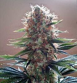 Apothecary Genetics Durbin OG Regular
