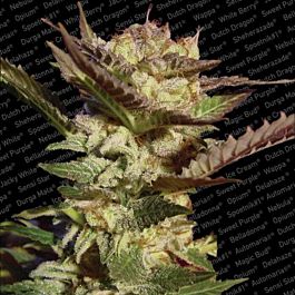 Paradise Seeds Durga Mata Regular Seeds 