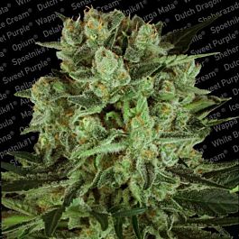 Paradise Seeds Durga Mata II CBD Feminized