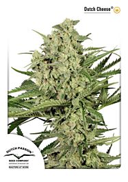 Dutch Passion Dutch Cheese Feminised Seeds 