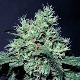 Paradise Seeds Dutch Dragon Regular