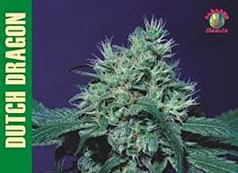 Paradise Seeds Dutch Dragon Feminised
