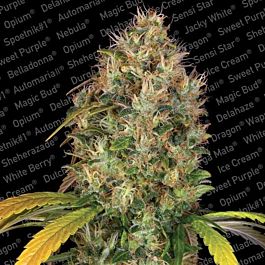 Paradise Seeds Dutch Kush Feminised
