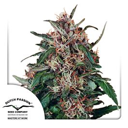 Dutch Passion Holland's Hope Regular