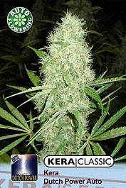 Kera Seeds Dutch Power Auto Feminized