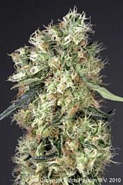 Dutch Passion Dutch Haze Feminised
