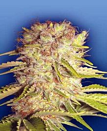 Flying Dutchmen Dutchmen Royal Orange Regular