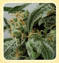 De Sjamaan Seeds Dwarf Ryder Auto Feminized
