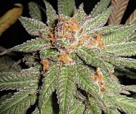 BC Bud Depot Dynamite OG Regular