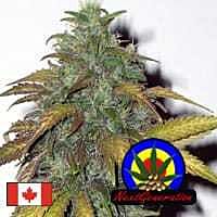 Next Generation Dynamite Automatic Feminized