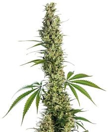 Sensi Seeds Eagle Bill Regular