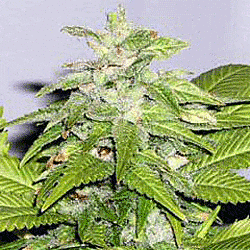 Sagarmatha Seeds Early Riser Regular