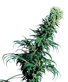 Sensi Seeds Early Pearl Regular