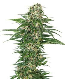 Sensi Seeds Early Skunk Auto Feminized
