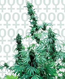 Sensi Seeds Early Skunk Feminised