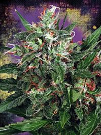 Ministry of Cannabis Early XXX Feminized