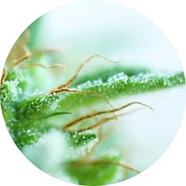 Top Tao Seeds Early Sativa Regular