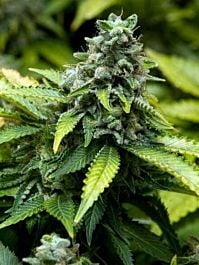 Advanced Seed Banks Early Widow Feminized