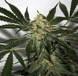 Mr Nice Seedbank Critical Haze Regular