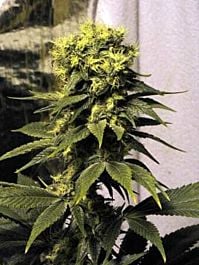 Mr Nice Seedbank Early Queen Regular