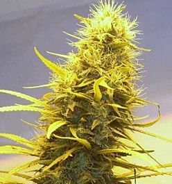 Apothecary Genetics Earlywave Regular