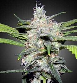 Apothecary Genetics Earth OG Regular