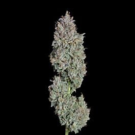 Easy Button Autoflower - Happy Valley Genetics