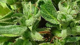 Freedom of Seeds Little Stilton Auto Feminized
