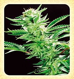 De Sjamaan Seeds Easy Rider Regular