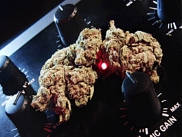 Feminized Seeds Easy Kush Feminized