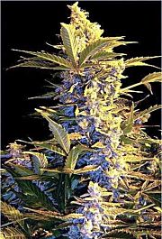 Joint Doctor - Lowryder Seeds Easy Ryder Autoflowering Feminised