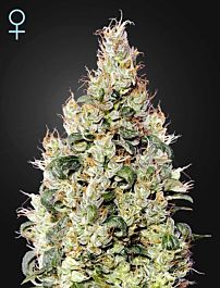 Green House Company Exodus Cheese Auto CBD Feminized