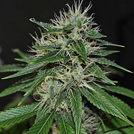 Cali Connection DeadHead OG Feminized
