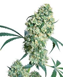 Sensi Seeds Ed Rosenthal Superbud Regular