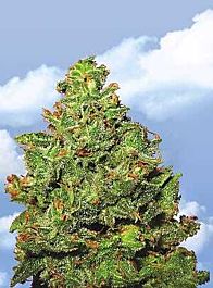 Flying Dutchmen Edelweiss Feminised