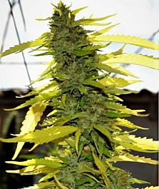 Original Delicatessen Seeds Edy Feminized