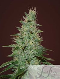 SAMSARA El Alquimista Auto Feminized