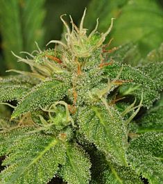 T H Seeds Electric Lemon G Regular Seeds 