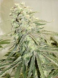 Hazeman Seeds Elephant Stomper Regular