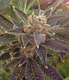 Rare Dankness Seeds El Jefe' Regular