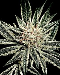 Green House Company El Nino Feminised