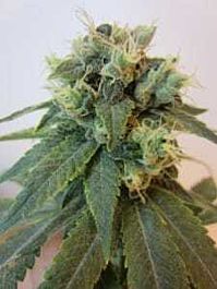 California Breeders Association Emerald OG x Headband Regular