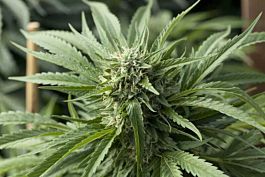 Emerald Triangle Blueberry Headband Regular