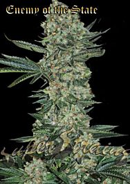 Super Strains Enemy Of The State Feminized